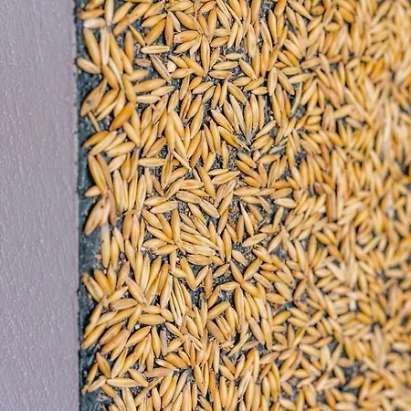 Lejlighed Birkenhof - Ferienhof, Landcafe Und Rösterei