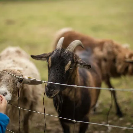 Appartement Birkenhof - Ferienhof, Landcafe Und Roesterei Schmallenberg