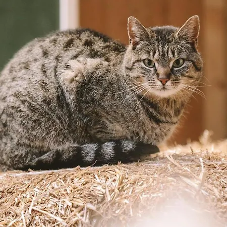 Birkenhof - Ferienhof, Landcafe Und Rösterei *