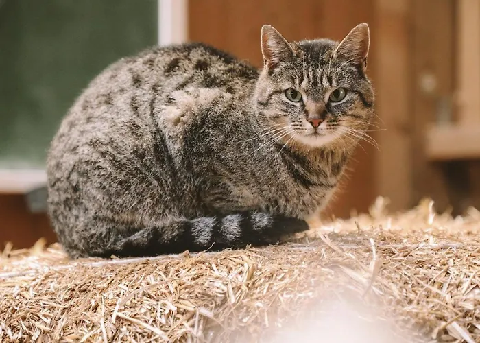 Birkenhof - Ferienhof, Landcafe Und Roesterei *